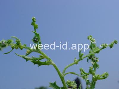 pigweed, winged