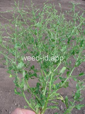 pigweed, winged