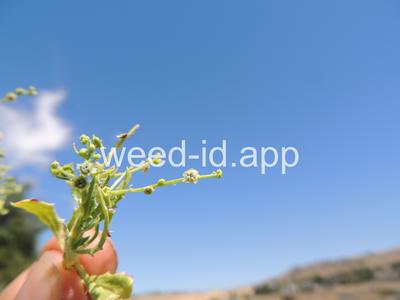 pigweed, winged