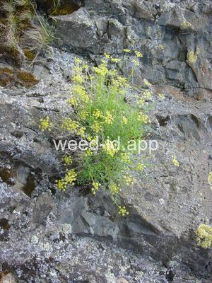 Cymopteris terebithinus