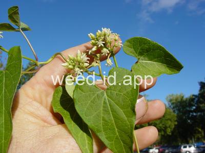 milkweed, honeyvine
