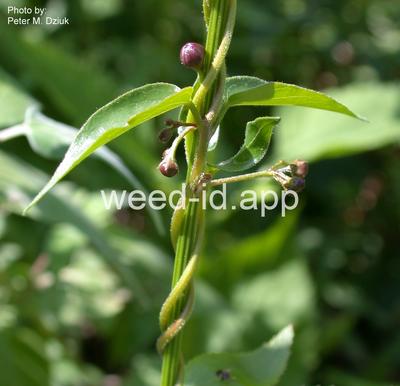 swallowwort, black