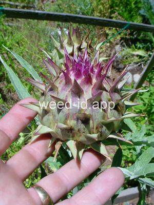 cardoon
