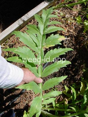 cardoon