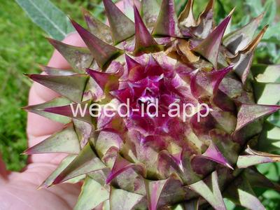 cardoon