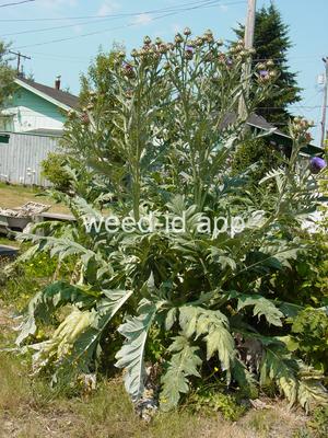 cardoon