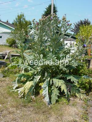 cardoon
