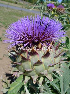 cardoon