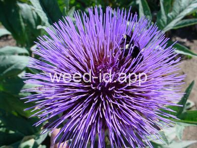 cardoon