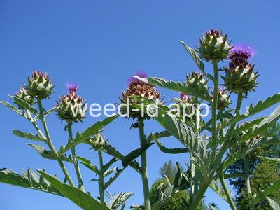 cardoon