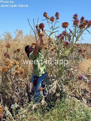 cardoon