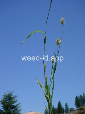 Cynosurus echinatus