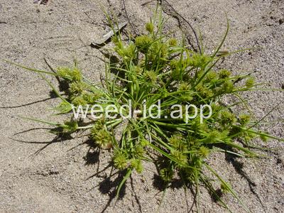Cyperus aristatus