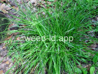 Cyperus croceus