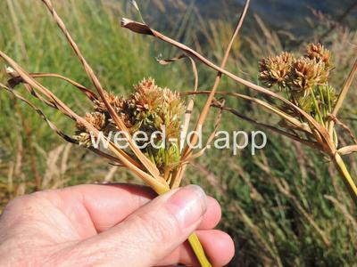 Cyperus eragrostis