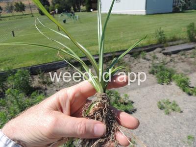 Cyperus esculentus