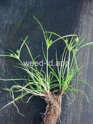 Cyperus lanceolatus
