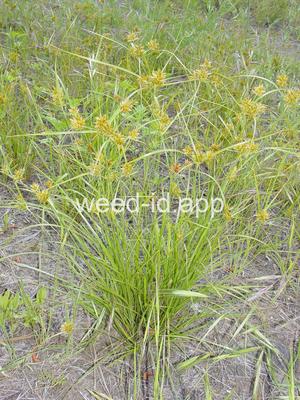 Cyperus lupulinus