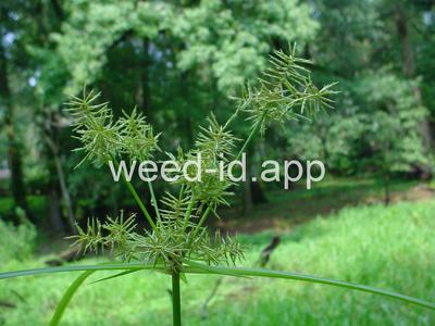 Cyperus odoratus