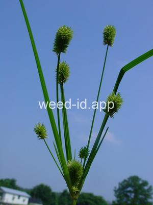 Cyperus retrorsus