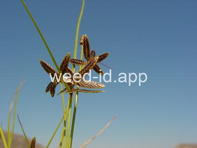 Cyperus rivularis