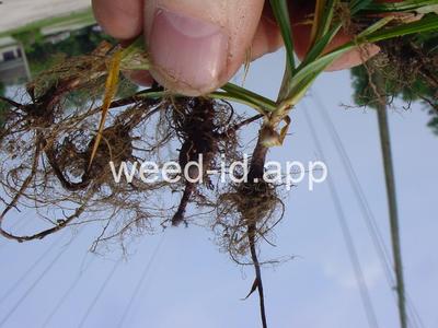 Cyperus rotundus