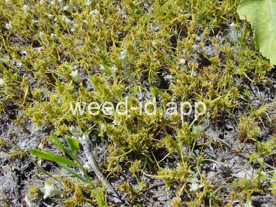 Cyperus squarrosus
