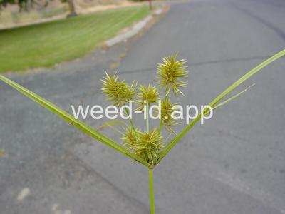Cyperus strigosus
