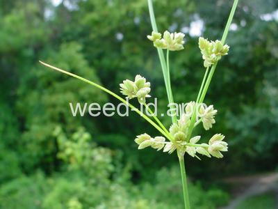 Cyperus surinamensis
