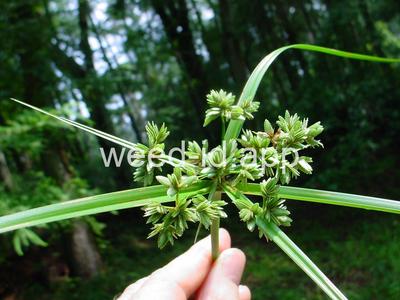 Cyperus virens