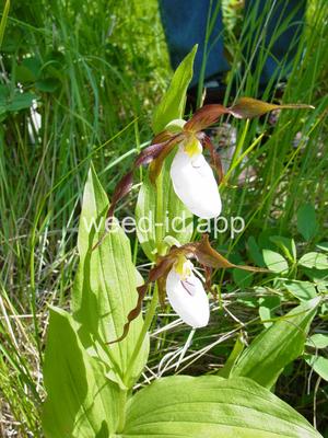 Cypripedium montanum