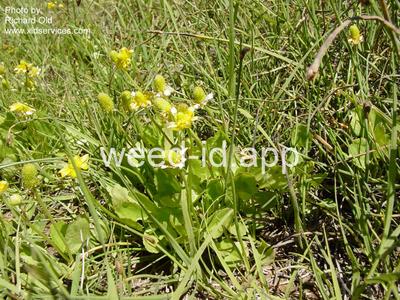 Cyrtorhyncha cymbalaria