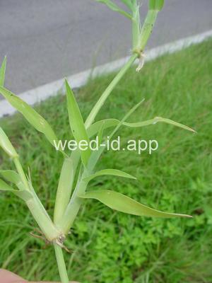 Dactyloctenium aegypticum