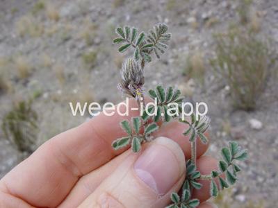 Dalea mollissima