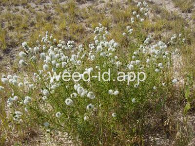 Dalea multiflora