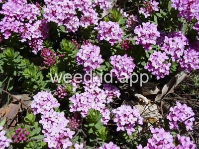 Daphne cneorum