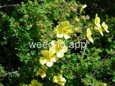 cinquefoil, shrubby