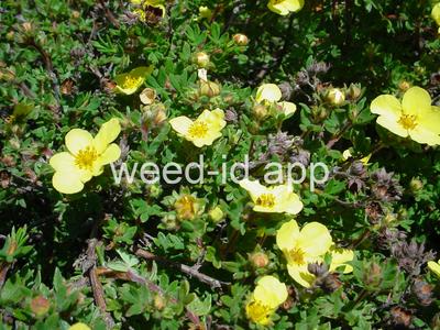 cinquefoil, shrubby