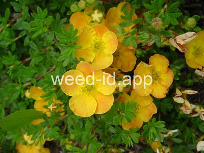 cinquefoil, shrubby