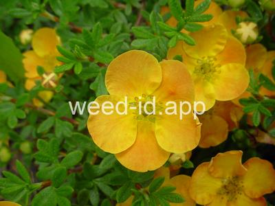 cinquefoil, shrubby
