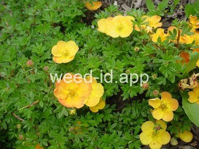 cinquefoil, shrubby