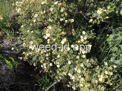 cinquefoil, shrubby