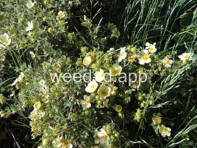 cinquefoil, shrubby