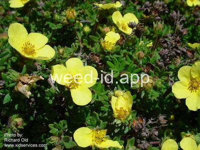 cinquefoil, shrubby