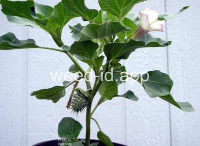 datura, small
