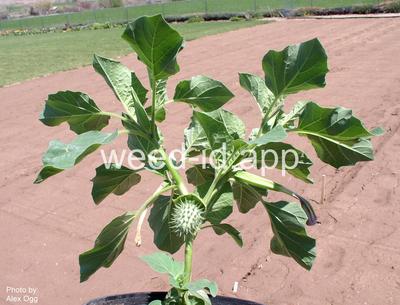 datura, small
