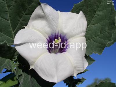 datura, small