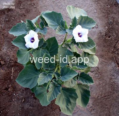 datura, small
