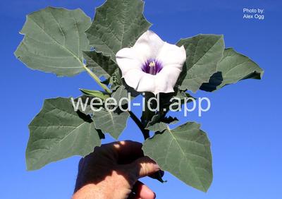 datura, small