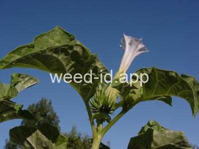 Datura quercifolia